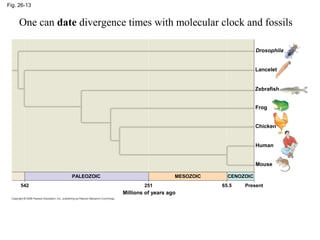 Fig. 26-13 
One can date divergence times with molecular clock and fossils 
Drosophila 
Lancelet 
Zebrafish 
Frog 
Chicken 
Human 
Mouse 
CENOZOIC 
65.5 Present 
MESOZOIC 
251 
Millions of years ago 
PALEOZOIC 
542 
 