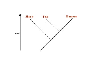 Shark Fish Humans 
TIME 
 