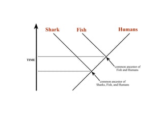 Shark Fish Humans 
TIME 
common ancestor of 
Fish and Humans 
common ancestor of 
Sharks, Fish, and Humans 
 
