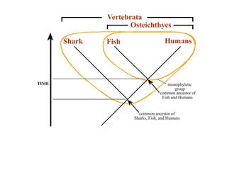 monophyletic 
group 
Vertebrata 
Osteichthyes 
Shark Fish Humans 
TIME 
common ancestor of 
Fish and Humans 
common ancestor of 
Sharks, Fish, and Humans 
 