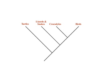 Lizards  
Snakes Turtles Crocodyles Birds 
 