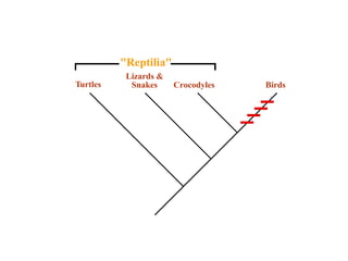 Reptilia 
Lizards  
Snakes Turtles Crocodyles Birds 
 