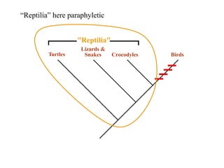 “Reptilia” here paraphyletic 
Reptilia 
Lizards  
Snakes Turtles Crocodyles Birds 
 
