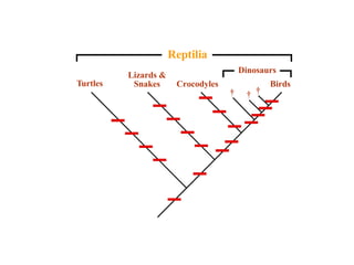 Dinosaurs 
Lizards  
Snakes Turtles Crocodyles Birds 
† † † 
Reptilia 
 