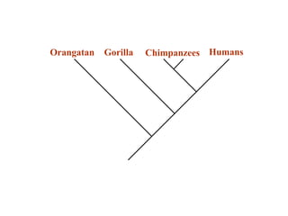 Orangatan Gorilla Chimpanzees Humans 
 