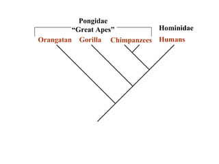 Hominidae 
Pongidae 
“Great Apes” 
Orangatan Gorilla Chimpanzees Humans 
 