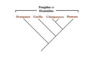 Pongidae or 
Hominidae 
Pongidae 
“Hominidae 
Great Apes” 
Orangatan Gorilla Chimpanzees Humans 
 