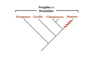 Pongidae or 
Hominidae 
Hominidae 
Orangatan Gorilla Chimpanzees Humans 
 