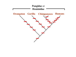 Pongidae or 
Hominidae 
Hominidae 
Orangatan Gorilla Chimpanzees Humans 
 