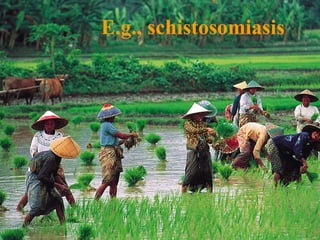 E.g., schistosomiasis 
 