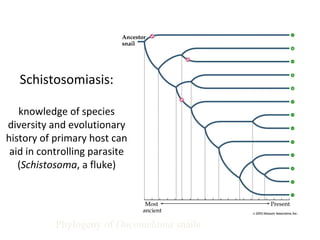 Schistosomiasis: 
knowledge of species 
diversity and evolutionary 
history of primary host can 
aid in controlling parasite 
(Schistosoma, a fluke) 
Phylogeny of Oncomelania snails 
 