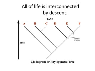 All of life is interconnected 
by descent. 
TAXA 
A B C D E F 
TIME 
lineage 
or clade 
Cladogram or Phylogenetic Tree 
 
