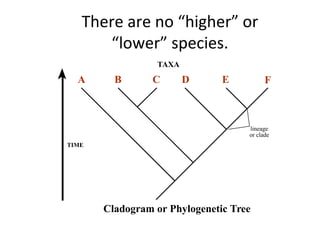There are no “higher” or 
“lower” species. 
TAXA 
A B C D E F 
TIME 
lineage 
or clade 
Cladogram or Phylogenetic Tree 
