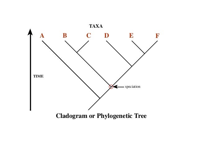 what is the advantage of a phylogenetic tree or cladogram