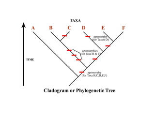 Phylogeny | PPT