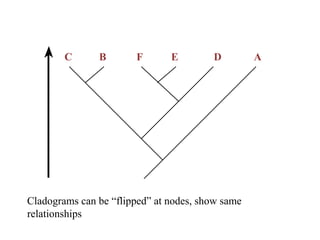 Phylogeny | PPT