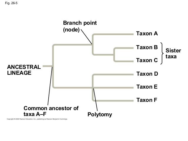 what are sister groups on a phylogenetic tree