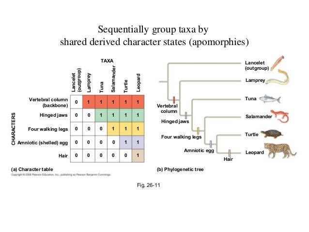 Phylogeny