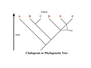 4 phylogeny-ch26 | PPT