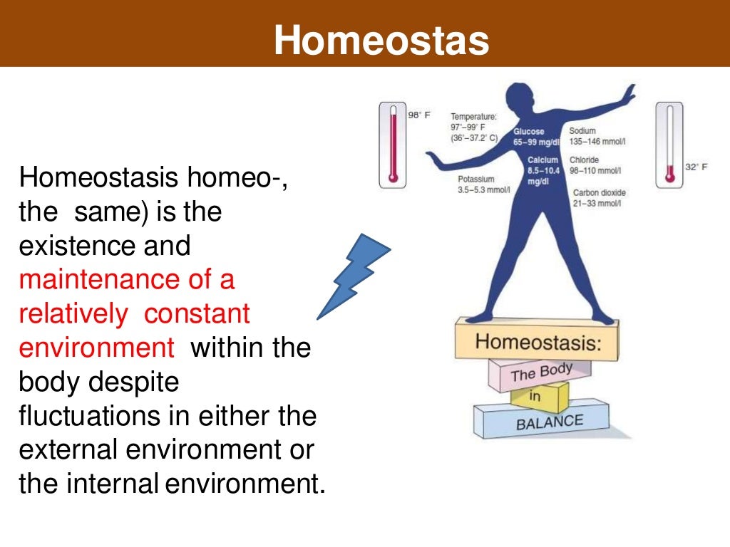 Physiology of Homeostasis