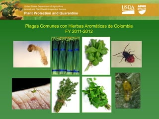 United States Department of Agriculture
  Animal and Plant Health Inspection Service

  Plant Protection and Quarantine


   Plagas Comunes con Hierbas Aromáticas de Colombia
                    FY 2011-2012




Photo:F. Lenis
 