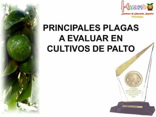 PRINCIPALES PLAGAS
   A EVALUAR EN
 CULTIVOS DE PALTO
 