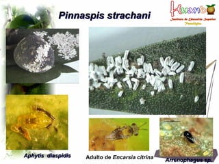 Plagas en el Cultivo de Palto | PDF