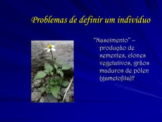 Problemas de definir um indivíduo 
“Nascimento” – produção de sementes, clones vegetativos, grãos maduros de pólen (gametofita)?  