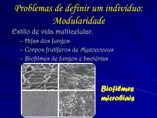 Problemas de definir um indivíduo: Modularidade 
Estilo de vida multicelular. 
–Hifas dos fungos 
–Corpos frutíferos de Myxococcus 
–Biofilmes de fungos e bactérias 
Biofilmes microbiais  