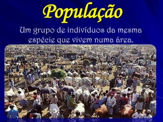 População 
Um grupo de indivíduos da mesma espécie que vivem numa área. 
 