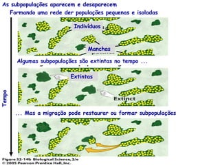 As subpopulações aparecem e desaparecem 
Formando uma rede der populações pequenas e isoladas 
Tempo 
Algumas subpopulações são extintas no tempo ... 
... Mas a migração pode restaurar ou formar subpopulações 
Extintas 
Indivíduos 
Manchas  
