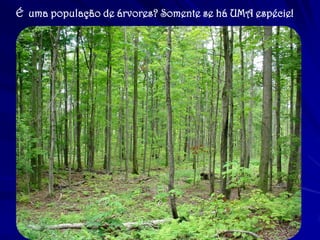 É uma população de árvores? Somente se há UMA espécie!  