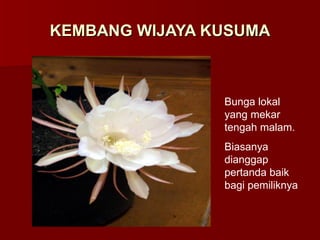 KEMBANG WIJAYA KUSUMA Bunga lokal yang mekar tengah malam. Biasanya dianggap pertanda baik bagi pemiliknya 