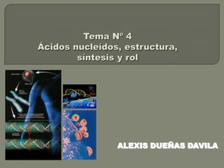 Tema Nº 4Ácidos nucleídos, estructura, síntesis y rol ALEXIS DUEÑAS DAVILA 