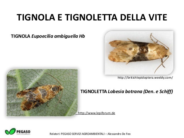 Tignola Rigata Scafoideo E Tignoletta In Un Sol Colpo Millevigne Il