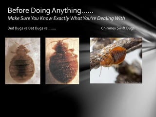 Bed Bugs vs Bat Bugs vs…….. Chimney Swift Bugs
Before Doing Anything……
Make SureYou Know ExactlyWhatYou’re Dealing With
 