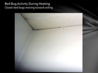 Bed Bug Activity During Heating
Closet-bed bugs moving toward ceiling
 