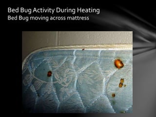 Bed Bug Activity During Heating
Bed Bug moving across mattress
 