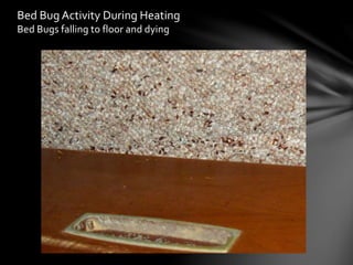Bed Bug Activity During Heating
Bed Bugs falling to floor and dying
 