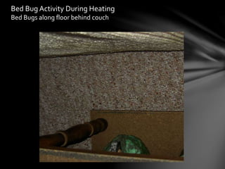 Bed Bug Activity During Heating
Bed Bugs along floor behind couch
 