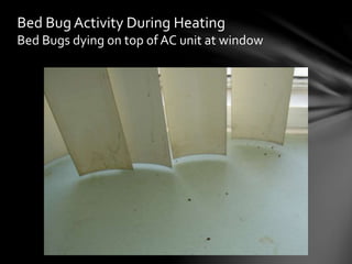 Bed Bug Activity During Heating
Bed Bugs dying on top of AC unit at window
 