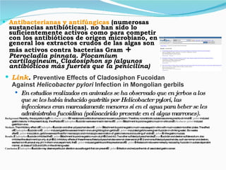 Antibacterianas y antifúngicas  (numerosas sustancias antibióticas). no han sido lo suficientemente activos como para competir con los antibióticos de origen microbiano, en general los extractos crudos de las algas son más activos contra bacterias Gram  +  Pterocladia pinnata. Plocamium cartilagineum, Cladosiphon sp (algunos antibióticos más fuertes que la penicilina) Link .  Preventive Effects of Cladosiphon Fucoidan Against  Helicobacter pylori  Infection in Mongolian gerbils En estudios realizados en animales se ha observado que en jerbos a los que se les había inducido gastritis por Helicobacter pylori, las infecciones eran marcadamente menores si en el agua para beber se les administraba fucoidina (polisacárido presente en el algas marrones). Background. Recently, the acquisition by  Helicobacter pylori  of resistance to antibiotics has become a serious problem. Therefore, nonantibiotic substances are required to diminish  H. pylori -induced gastric lesions. In the present study, the effects of  Cladosiphon  fucoidan were examined in terms of  H. pylori  attachment to porcine gastric mucin in vitro and  Helicobacter pylori -induced gastritis in vivo. Methods. The inhibitory effect of  Cladosiphon  fucoidan and other polysaccharides on  H. pylori  attachment to porcine gastric mucin was assayed in vitro with mucin-coated microtiter plates. The effect of  Cladosiphon  fucoidan on  H. pylori -induced gastritis was examined in vivo using Mongolian gerbils.  H. pylori- inoculated gerbils were given fucoidan in drinking water. Six weeks after  H. pylori -inoculation, gerbils were sacrificed for macroscopic and microscopic examination of gastric lesions and counting of viable  H. pylori  in the gastric mucosa. Results.   Cladosiphon  fucoidan inhibited the  H. pylori  attachment to porcine gastric mucin at pH 2.0 and 4.0. Two other sulfated polysaccharides,  Fucus  fucoidan and dextran sulfate sodium, also inhibited the attachment but only at pH 2.0. Inhibitory effects of these three sulfated polysaccharides were not observed at pH 7.2 and nonsulfated polysaccharides, such as mannan and dextran, exerted no influence at any pH. In the in vivo experiment, the  H. pylori -induced gastritis and the prevalence of  H. pylori  infected animals were markedly reduced by fucoidan in a dose-dependent manner, at doses of 0.05 and 0.5% in the drinking water. Conclusion.   Cladosiphon  fucoidan may deserve particular attention as a safe agent that can prevent  H. pylori  infection and reduce the risk of associated gastric cancer. 