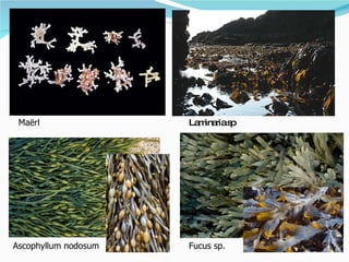 Ascophyllum nodosum Fucus sp. Maërl Laminaria sp 