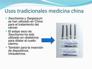 Usos tradicionales medicina china Saccharina  y  Sargassum  se han utilizado en China para el tratamiento del cáncer. El estipe seco de  Saccharina  ha sido utilizado en obstetricia para dilatar el cuello uterino. También para la inserción de dispositivos intrauterinos. 