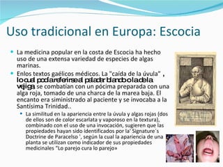 Uso tradicional en Europa: Escocia La medicina popular en la costa de Escocia ha hecho  uso de una extensa variedad de especies de algas marinas. Enlos textos gaélicos médicos. La "caída de la úvula”  , lo cual podía referirse al paladar blando o la de la vejiga , se combatían con un pócima preparada con una alga roja, tomado de una charca de la marea baja.  El encanto era siministrado al paciente y se invocaba a la Santísima Trinidad.. La similitud en la apariencia entre la úvula y algas rojas (dos de ellos son de color escarlata y vaporoso en la textura), combinado con el uso de una invocación, sugieren que las propiedades hayan sido identificados por la' Signature´s Doctrine de Paracelso ', según la cual la apariencia de una planta se utilizan como indicador de sus propiedades medicinales “Lo parejo cura lo parejo» 