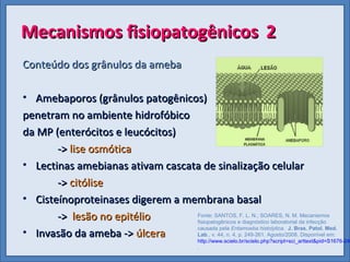Mecanismos fisiopatogênicos
Mecanismos fisiopatogênicos 2
2
Conteúdo dos grânulos da ameba
Conteúdo dos grânulos da ameba
• Amebaporos (grânulos patogênicos)
Amebaporos (grânulos patogênicos)
penetram no ambiente hidrofóbico
penetram no ambiente hidrofóbico
da MP (enterócitos e leucócitos)
da MP (enterócitos e leucócitos)
->
-> lise osmótica
lise osmótica
• Lectinas amebianas ativam cascata de sinalização celular
Lectinas amebianas ativam cascata de sinalização celular
->
-> citólise
citólise
• Cisteínoproteinases digerem a membrana basal
Cisteínoproteinases digerem a membrana basal
->
-> lesão no epitélio
lesão no epitélio
• Invasão da ameba ->
Invasão da ameba -> úlcera
úlcera
Fonte: SANTOS, F. L. N.; SOARES, N. M. Mecanismos
fisiopatogênicos e diagnóstico laboratorial da infecção
causada pela Entamoeba histolytica. J. Bras. Patol. Med.
Lab., v. 44, n. 4, p. 249-261. Agosto/2008. Disponível em:
http://www.scielo.br/scielo.php?script=sci_arttext&pid=S1676-244
.
 