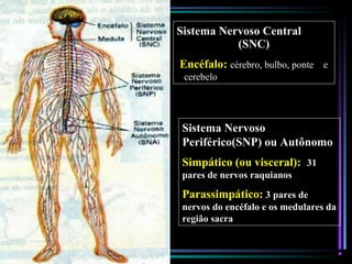 Sistema Nervoso Central
(SNC)
Encéfalo: cérebro, bulbo, ponte e
cerebelo
Sistema Nervoso
Periférico(SNP) ou Autônomo
Simpático (ou visceral): 31
pares de nervos raquianos
Parassimpático: 3 pares de
nervos do encéfalo e os medulares da
região sacra
 