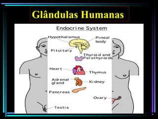 Glândulas Humanas
 