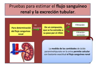 Riñon Extraido funcion-renal-eq-4 (1) | PPTX