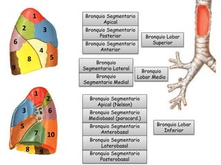 Bronquio Lobar
Superior
Bronquio
Lobar Medio
Bronquio Lobar
Inferior
Bronquio Segmentario
Apical
Bronquio Segmentario
Anterior
Bronquio Segmentario
Posterior
Bronquio
Segmentario Medial
Bronquio
Segmentario Lateral
Bronquio Segmentario
Apical (Nelson)
Bronquio Segmentario
Anterobasal
Bronquio Segmentario
Mediobasal (paracard.)
Bronquio Segmentario
Posterobasal
Bronquio Segmentario
Laterobasal
1
1
2
2
3
3
4
5
5
6
6
7
8
8
9
9
10
 